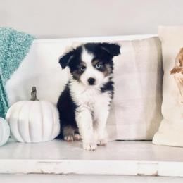 Miniature Australian Shepherd Puppies from Copper Line Aussies