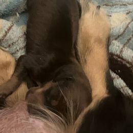 Tristan - Red male Dachshund puppy in Sharon Springs, New York from Show Us The Way Homestead