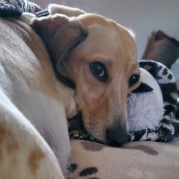 Cabela - Dachshund