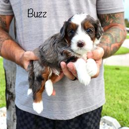 Bernedoodle Puppies from Salt-Life Doodles