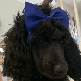Dark Blue Female - Blue Poodle puppy in Broken Arrow, Oklahoma from Raising Royal Standards