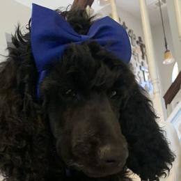 Dark Blue Female - Blue Poodle puppy in Broken Arrow, Oklahoma from Raising Royal Standards