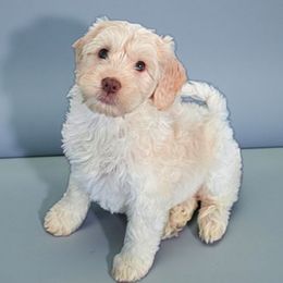 Dixie - Caramel cream female Australian Labradoodle puppy in Glenford, Ohio from Mi-De Doodles