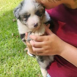 Monet - Blue merle male Border Collie puppy in Powder Springs, Georgia from Snowbird Border Collies