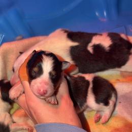 Bay - White black and tan female Shetland Sheepdog puppy in Lincolnton, North Carolina from Oakview Kennels