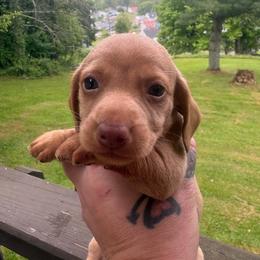 Trina - Red female Dachshund puppy in Richwood, West Virginia from Wild and Wonderful Wieners