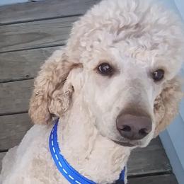 Lollipop - Poodle