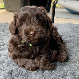 Australian Labradoodle Puppies from Charlotte Labradoodles