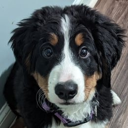 Bernese Mountain Dogs from Campany Berners