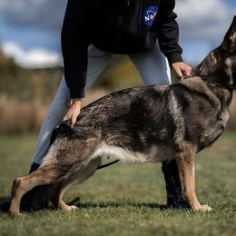 Olympia - German Shepherd