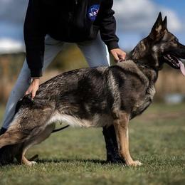 Olympia - German Shepherd