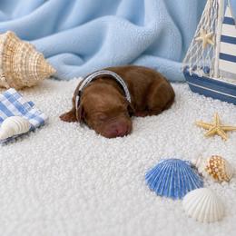 F1B Goldendoodle Bay - Red  male Goldendoodle puppy in Redding, California from Casa Delarosa Collective Poodles & Doodles