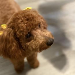 Coco - Poodle