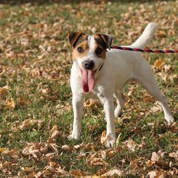 Reggie - Parson Russell Terrier