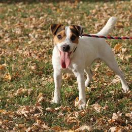 Reggie - Parson Russell Terrier