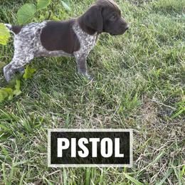 German Shorthaired Pointer Puppies from LyonHeart Kennels