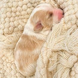 Whisper - White female Bernedoodle puppy in Mint Hill, North Carolina from Ball-Y-Hoo Bernedoodles