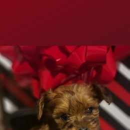 Biewer Terrier, Yorkipoo, and Yorkshire Terrier Puppies from Tiny Paws Luxury Pets