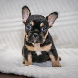 Daisy - Black and tan female French Bulldog puppy in Violet Hill, Arkansas from Obduro Bullies and Frenchies