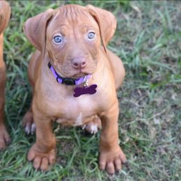 Cane Corso and Rhodesian Ridgeback Puppies from Diamondcrest Farms Inc