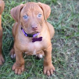 Cane Corso and Rhodesian Ridgeback Puppies from Diamondcrest Farms Inc