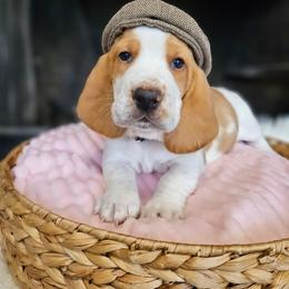 Golden Giggle - Red and white male Basset Hound puppy in Lone Jack, Missouri from Wee Little Bassets
