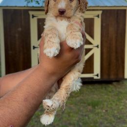 Silas - Red male Bernedoodle puppy in Greenville, Texas from Doodles of Promise