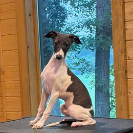 Happy boy 1 - Seal male Italian Greyhound puppy in North Carolina from Celtic Sighthounds