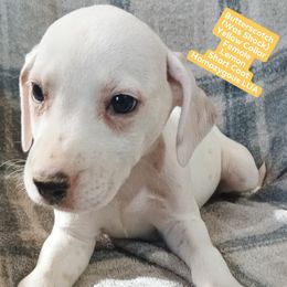 Shock (Yellow Collar) Homozygous LUA - White and lemon female Dalmatian puppy in Raymondville, Missouri from Wagner's Dalmatian's