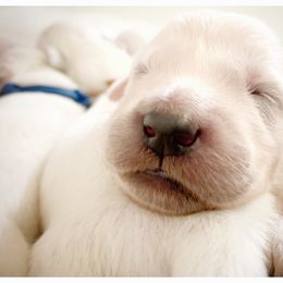 Golden Retriever Puppies from Winter's Dream Goldens