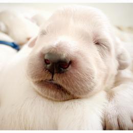 Golden Retriever Puppies from Winter's Dream Goldens