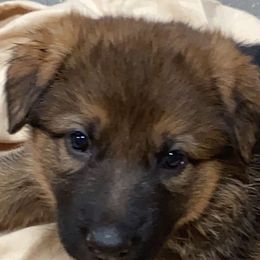 German Shepherd Puppies from Prairieland German Shepherds