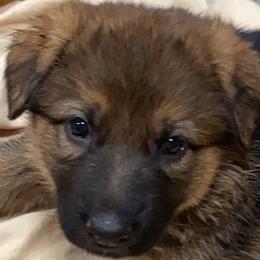 German Shepherd Puppies from Prairieland German Shepherds