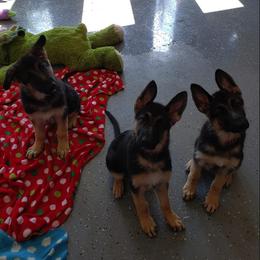 German Shepherd Puppies from Dee Sims