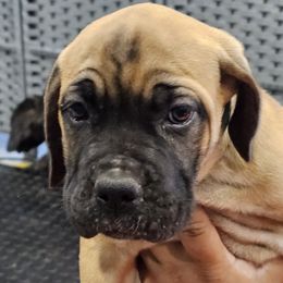 Light Blue Collar Girl - AKC and ICCF - VxH - Fawn female Cane Corso puppy in Gorman, Texas from McOmber Country Kennels