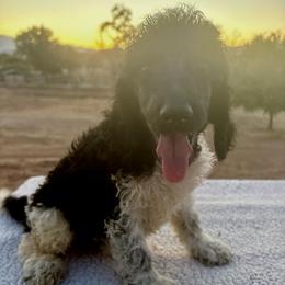 Elm - Parti male Poodle puppy in Meadowbrook, California from Standard Poodle Pups