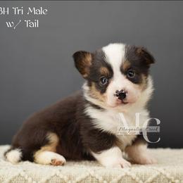 Jersey (Tri Male w Tail) - Black and tan male American Corgi puppy in Straughn, Alabama from Magnolia Creek Corgis