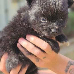 Dante - Black male Pomeranian puppy in Gun Barrel City, Texas from Petite Poms