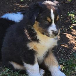 Estelle - Black tri female Miniature Australian Shepherd puppy in Crestline, California from Haugen's Minis