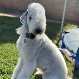 Maruska - Bedlington Terrier