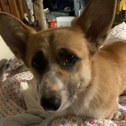 Beau  - Pembroke Welsh Corgi