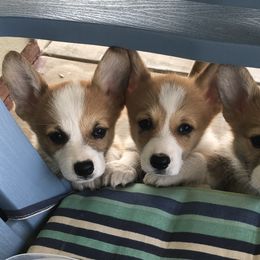 Pembroke Welsh Corgi Puppies from Indian Valley Corgies