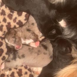 Miniature Australian Shepherd Puppies from Broken T Australian Shepherds
