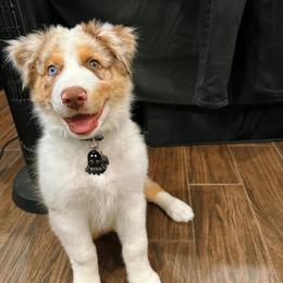 Australian Shepherd Puppies from Knight's Aussies