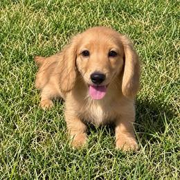 Gus - Cream male Dachshund puppy in Hawley, Texas from Foxy’s Dachshunds & Toy Aussies