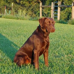 Cheeka - Labrador Retriever