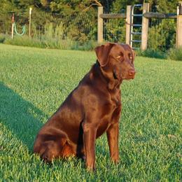 Cheeka - Labrador Retriever