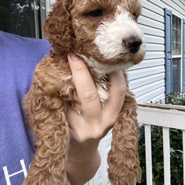 Goldendoodle Puppies from Crowders Creek Doodles