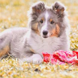 Shetland Sheepdog Puppies from Twilight Shadow Shelties
