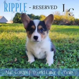 Ripple - Black and tan male Pembroke Welsh Corgi puppy in Pine Village, Indiana from NL Horsemanship
